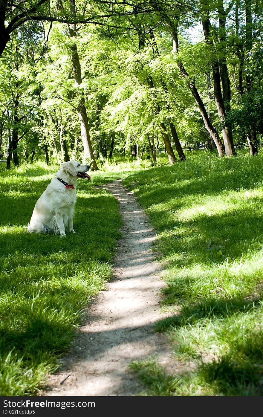 Resting in the shadows of the big trees. Resting in the shadows of the big trees