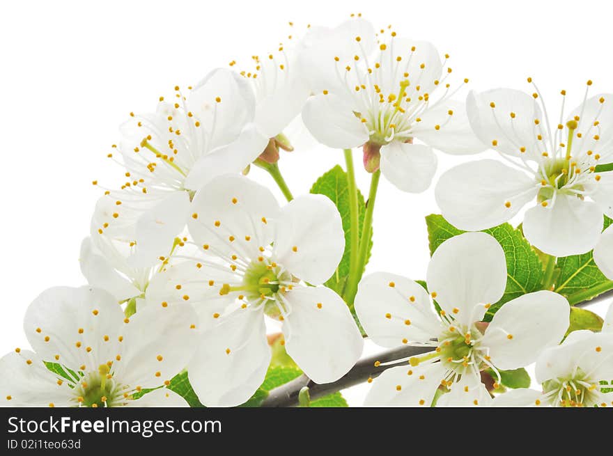 Branch with cherry blossoms isolated on white background. Branch with cherry blossoms isolated on white background