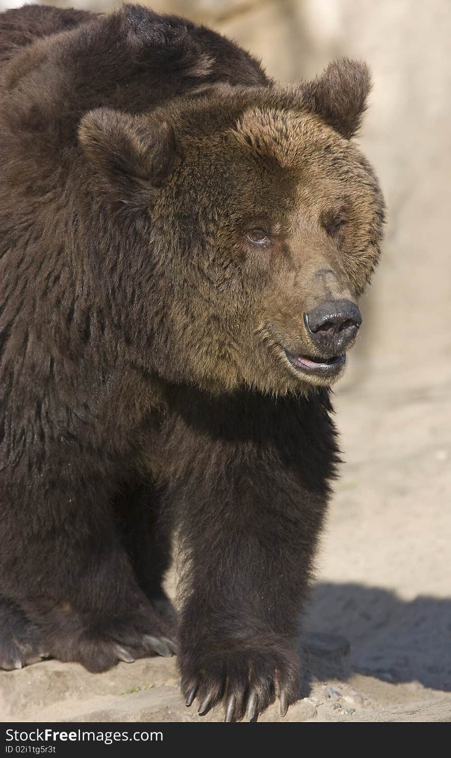 Prowling brown bear front profile