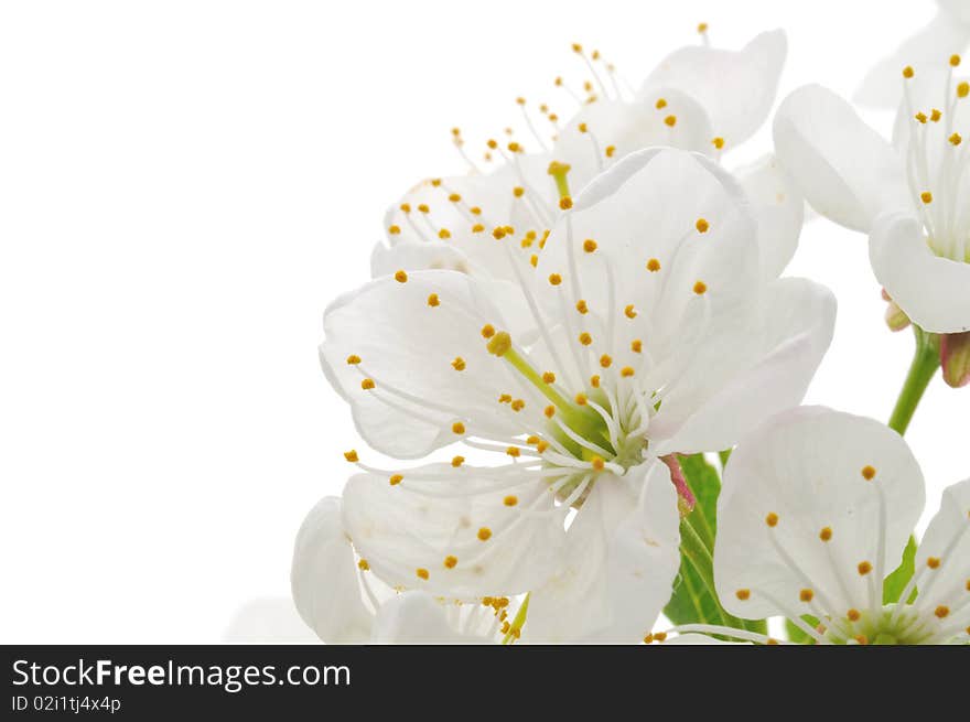 Branch with cherry blossoms isolated on white background. Branch with cherry blossoms isolated on white background