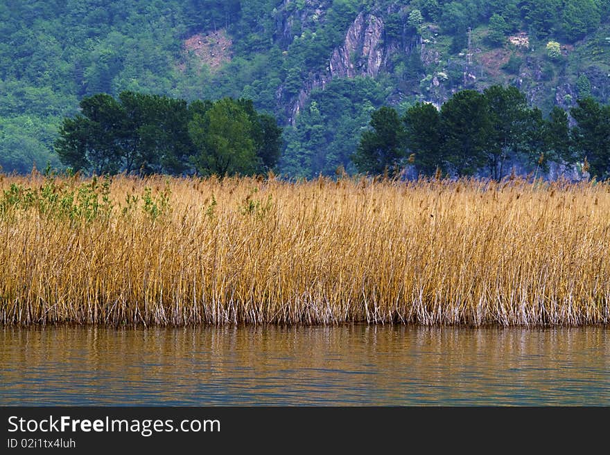 Reeds on the lake on a rainy day. Reeds on the lake on a rainy day