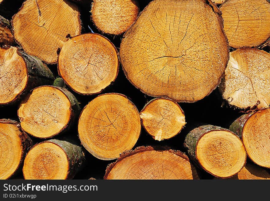 Sawn ends of wooden logs stacked in pile. Sawn ends of wooden logs stacked in pile