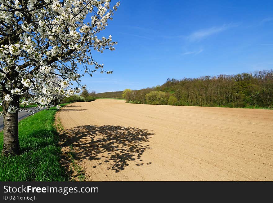 Picturesque view of plowed field with blooming apple trees in a perfect sunny day