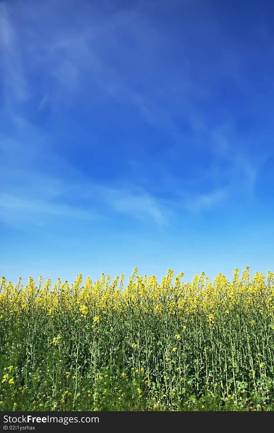 Rape field in Ukraine, ODessa