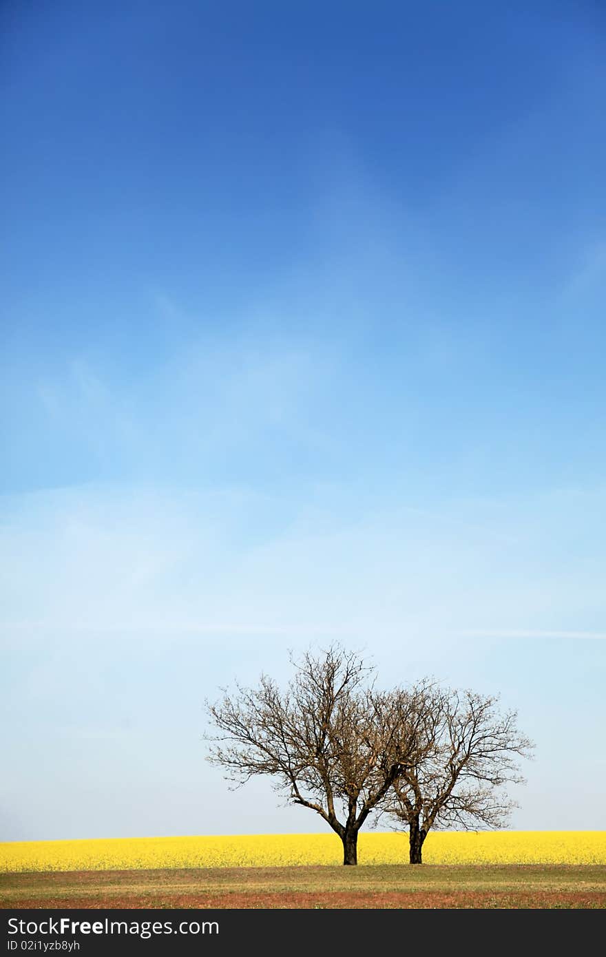 Trees near rape field.