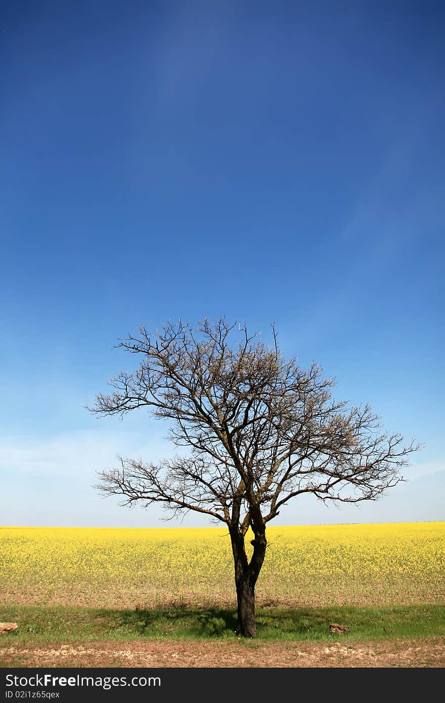 Tree near rape field. Photo 1