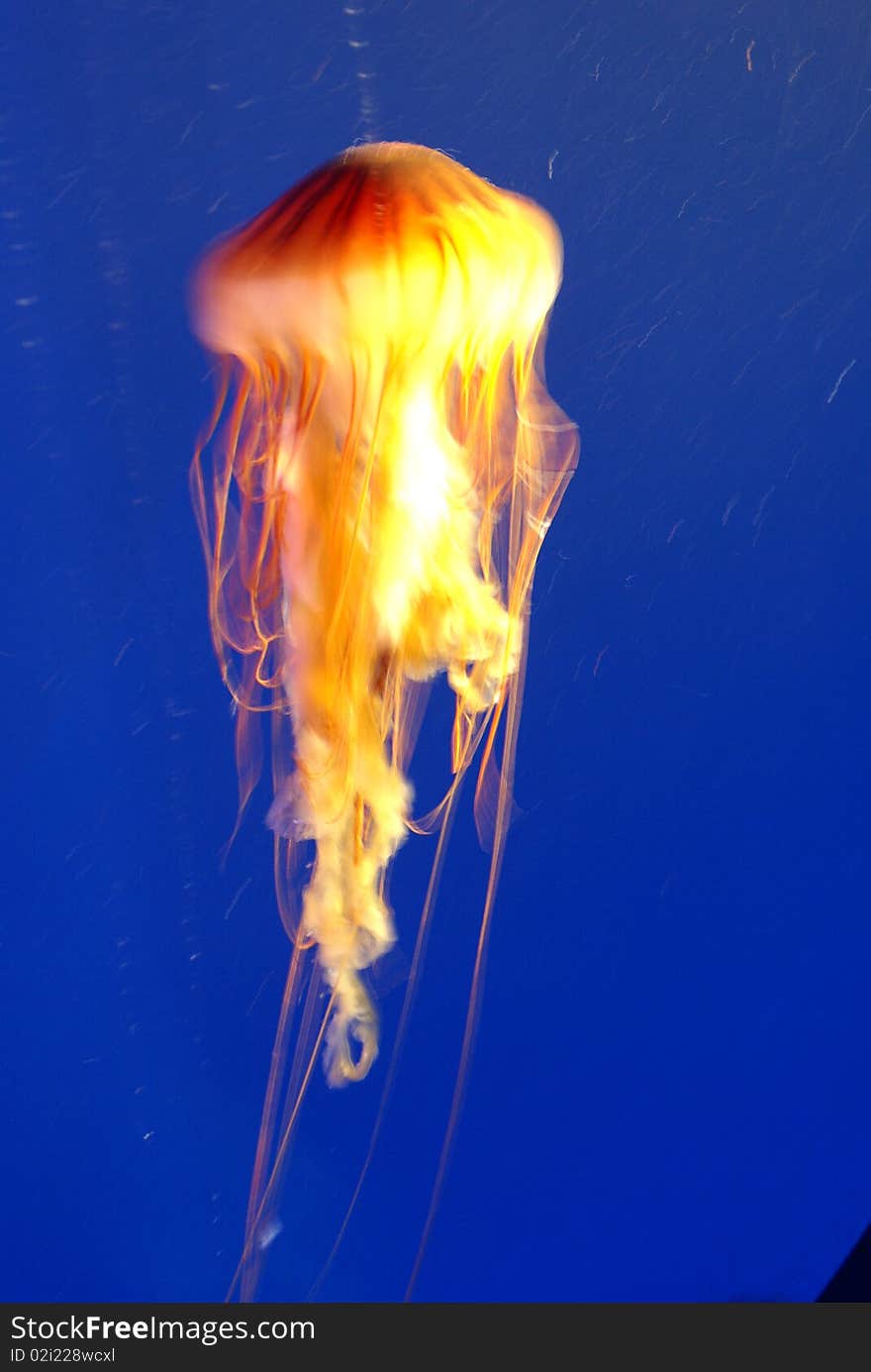 Jellyfish that move in slow motion in the blue water of a aquarium.