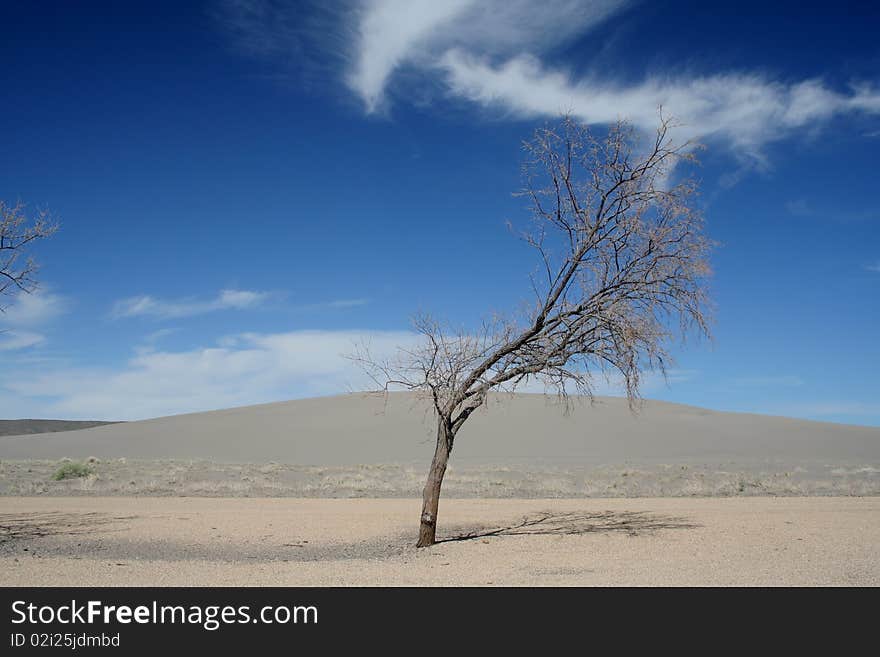 Tree with Sky