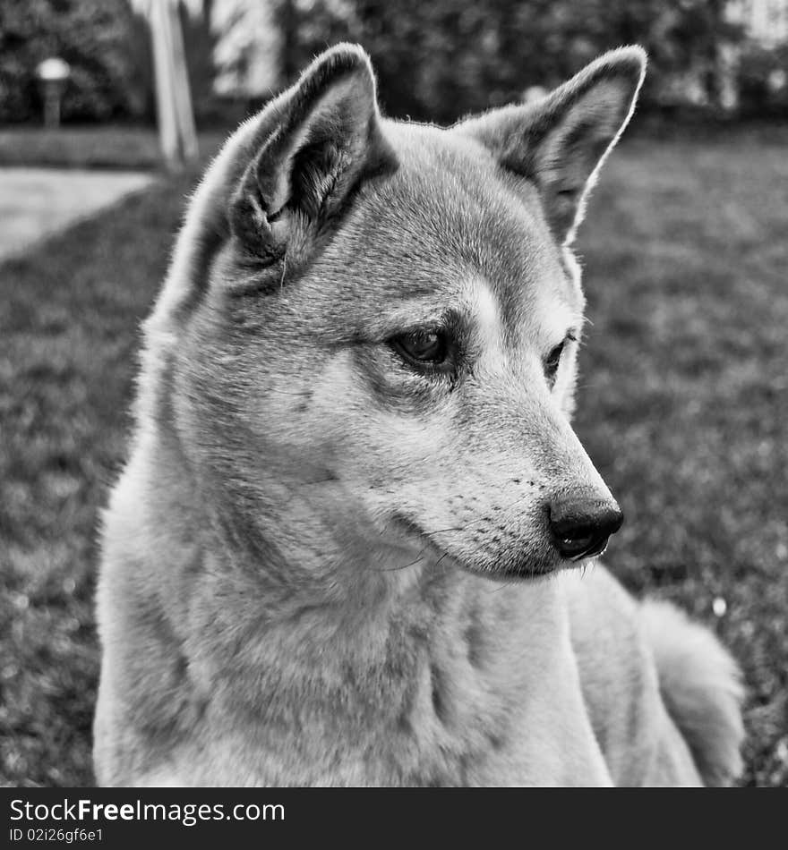 Portrait of a shiba inu. Portrait of a shiba inu.