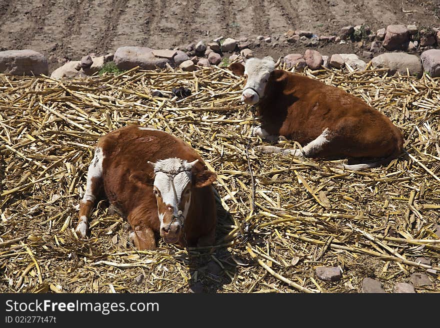 Brown cattle