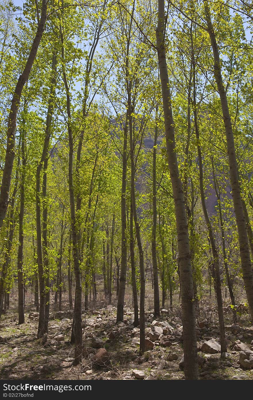 The poplar trees grove in spring. The poplar trees grove in spring