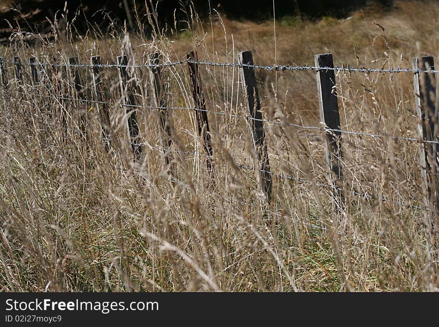 Barbed wire fence with posts and dry grasses growing around the fence