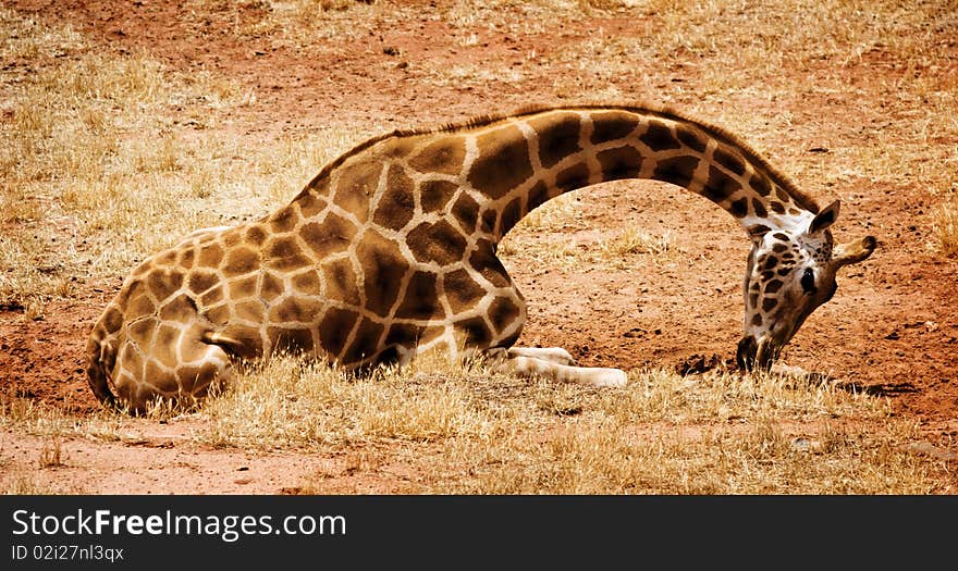 A Wild Giraffe sitting down. A Wild Giraffe sitting down