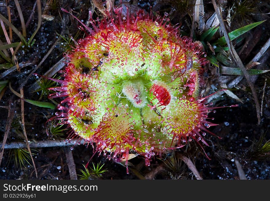 Drosera