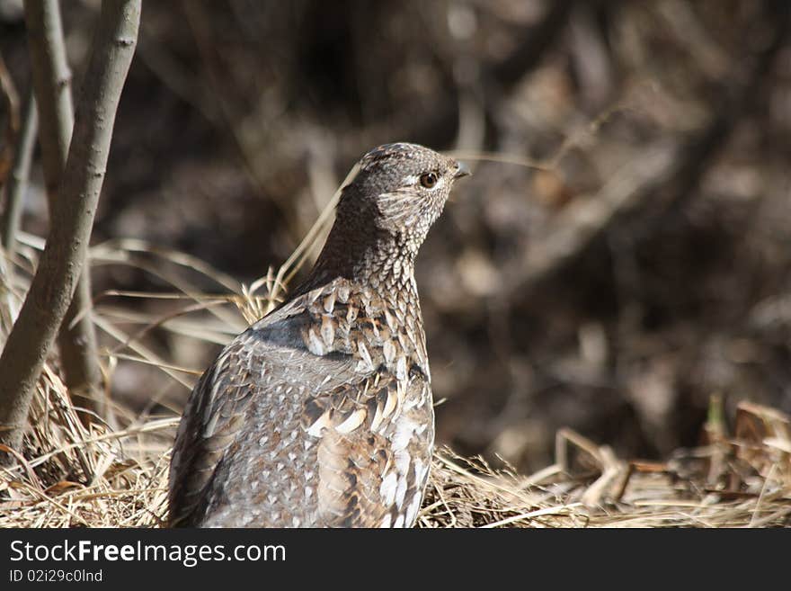 Spring ruffed grouse