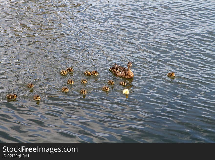 Mother duck with her ducklings, one of which is a yellow individual. Mother duck with her ducklings, one of which is a yellow individual.