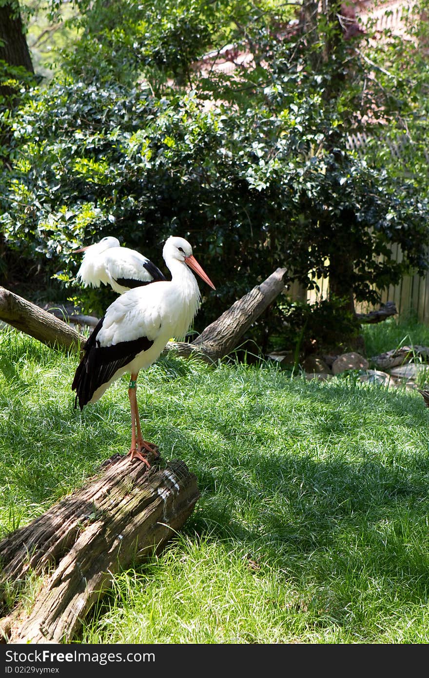 White Stork