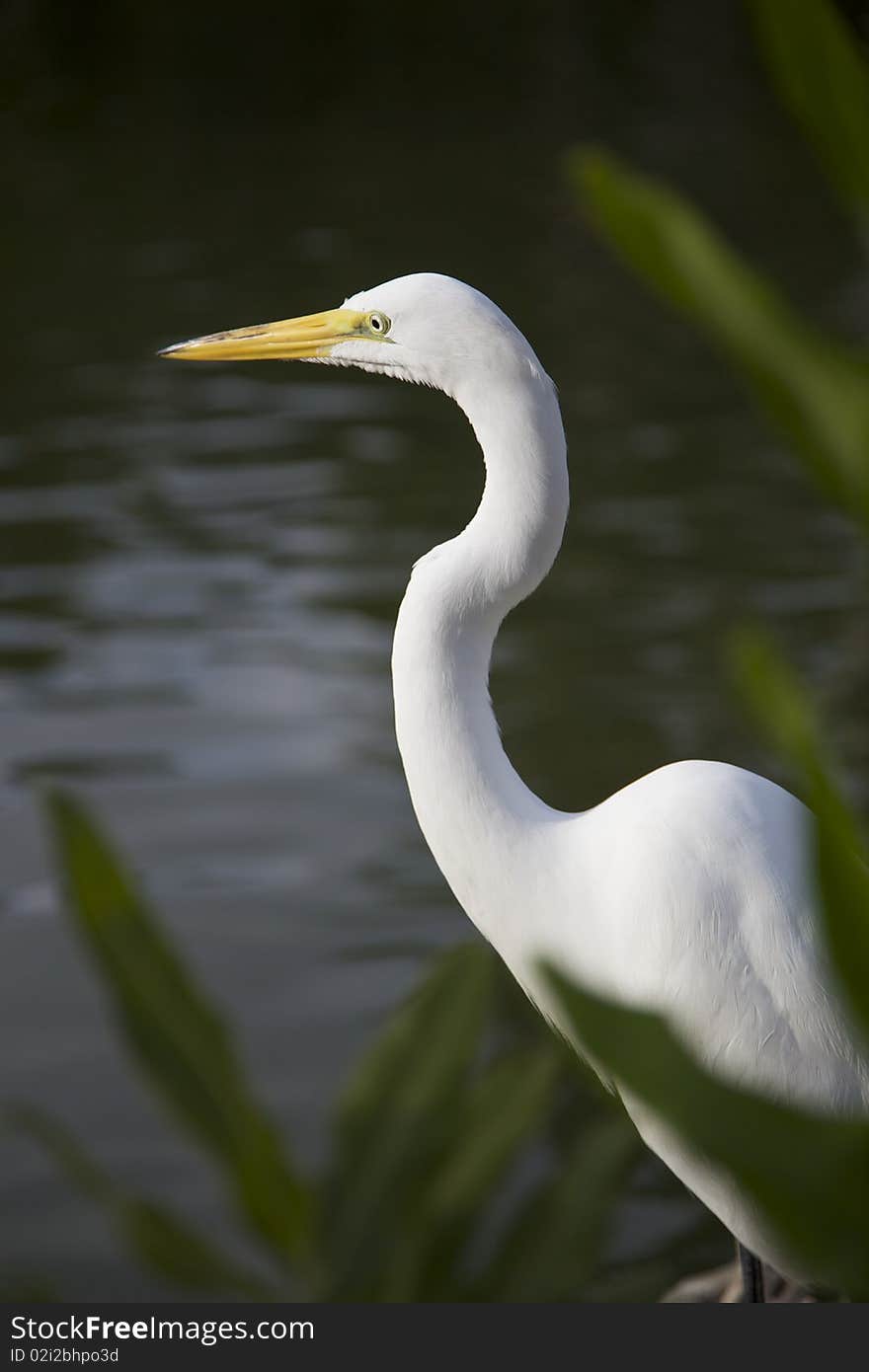 A Great Egret eyeing fish activity in a pond