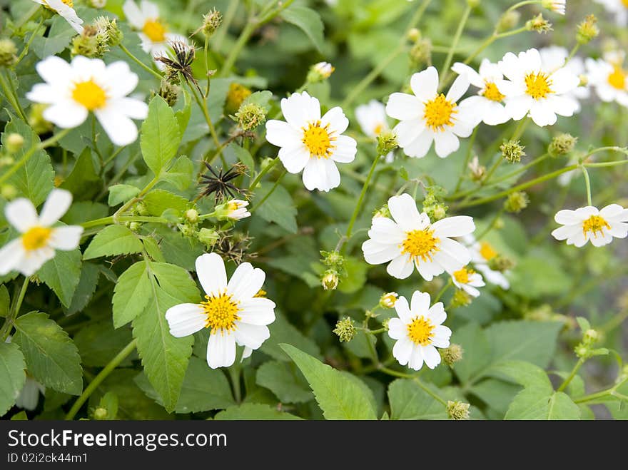 The beautiful white flower in the garden. The beautiful white flower in the garden