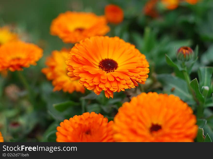 Orange Chrysanthemum Flowers