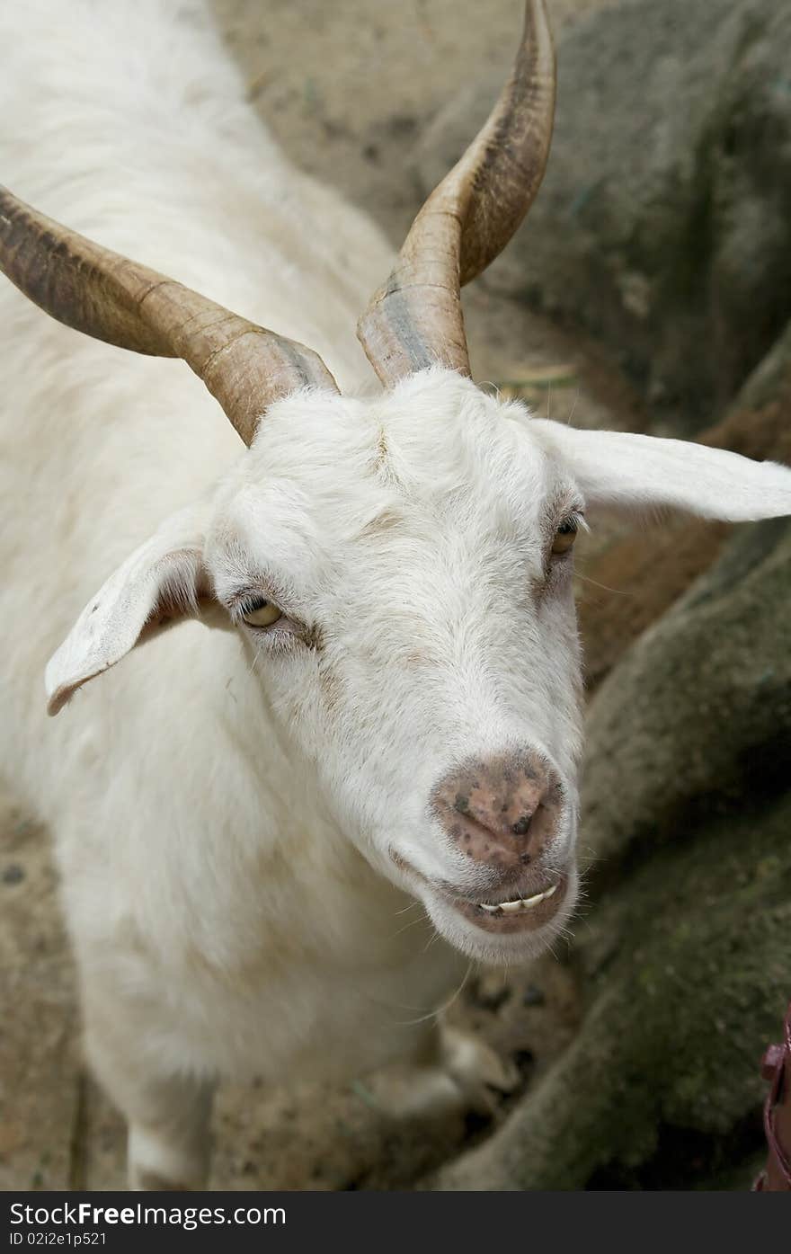 White mountain Goat smilling taken at a Safari