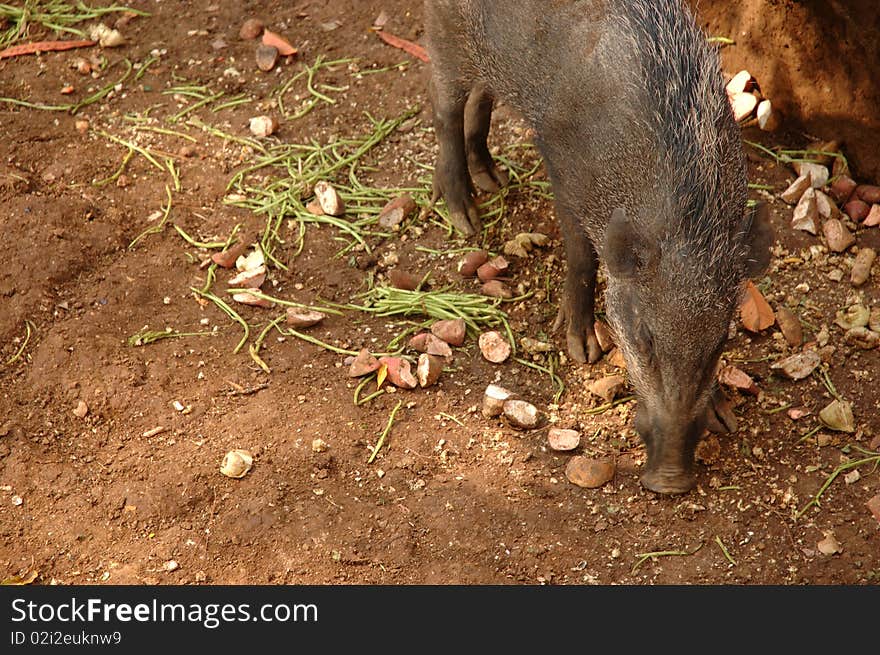 Wild boar that commonly found in tropical country