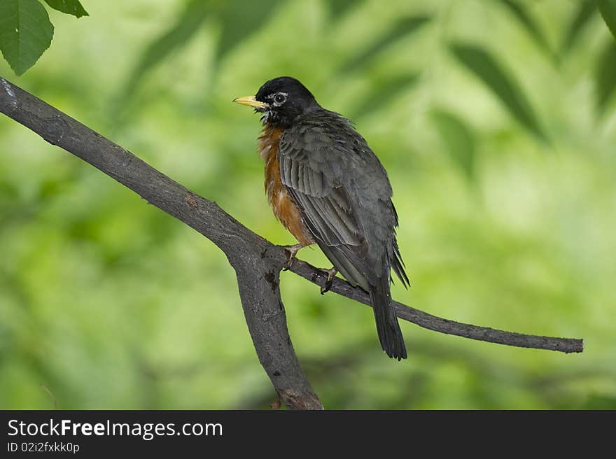 The largest member of North American thrush family photographed in Central Park, New York City. The largest member of North American thrush family photographed in Central Park, New York City