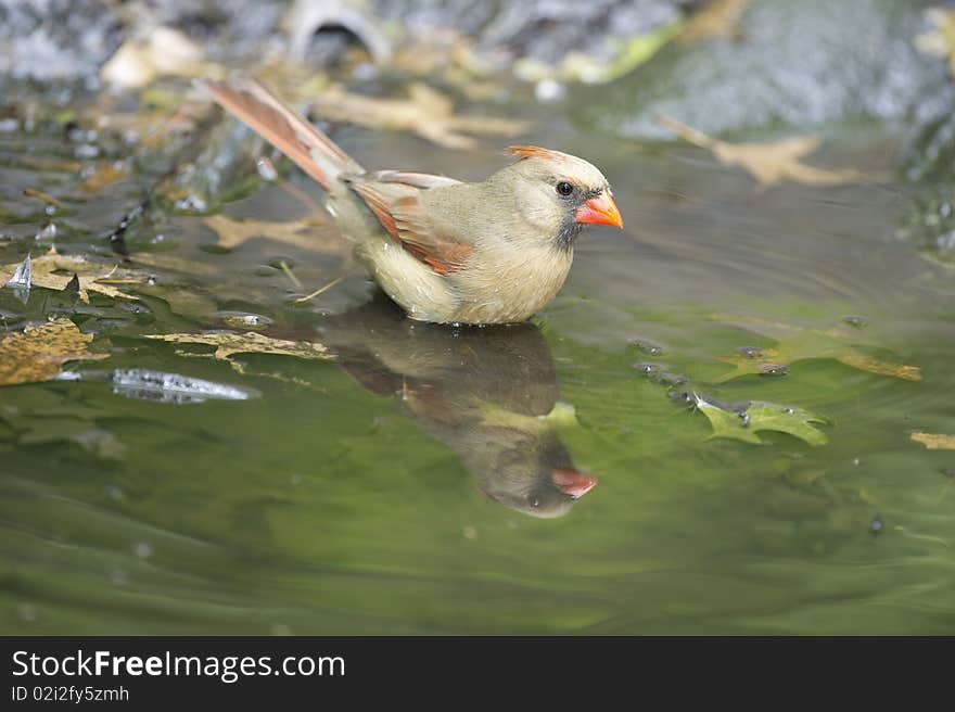 A very high resolution photograph of a female Cardinal bathing in the Central Park, New York City. A very high resolution photograph of a female Cardinal bathing in the Central Park, New York City