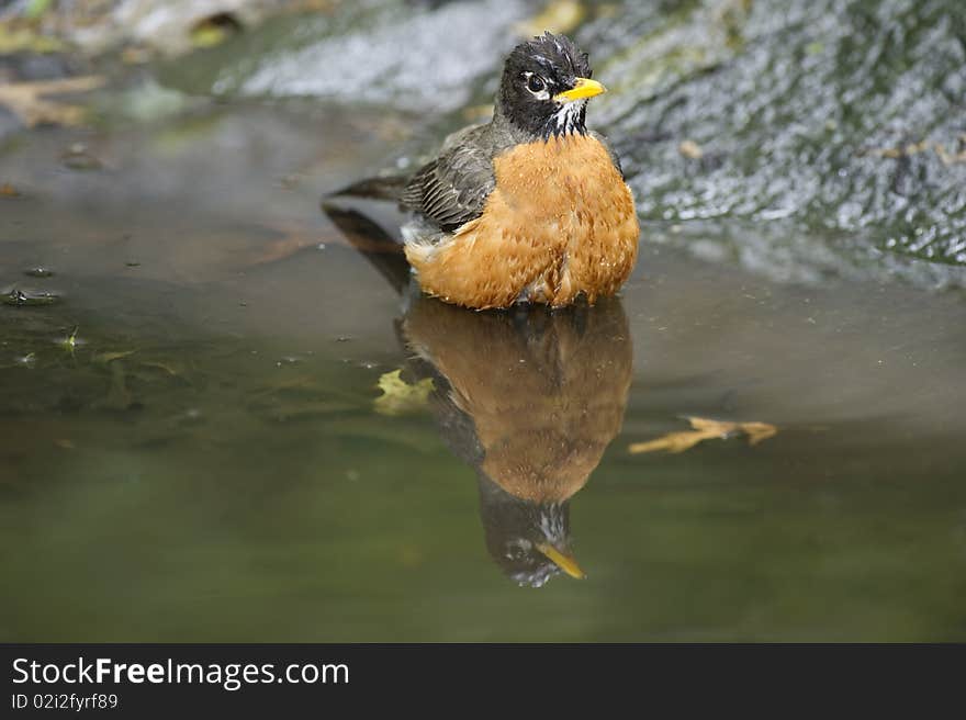 An American Robin and its reflection in a pool of water in Central Park, New York City. An American Robin and its reflection in a pool of water in Central Park, New York City