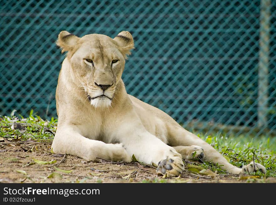 Lioness resting taking in a safari