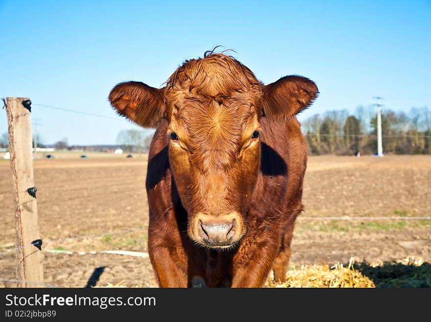 Friendly cattle on straw