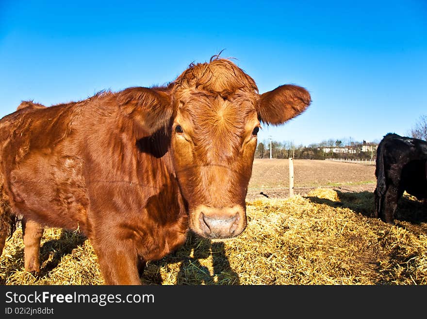 Friendly Cattle On Straw