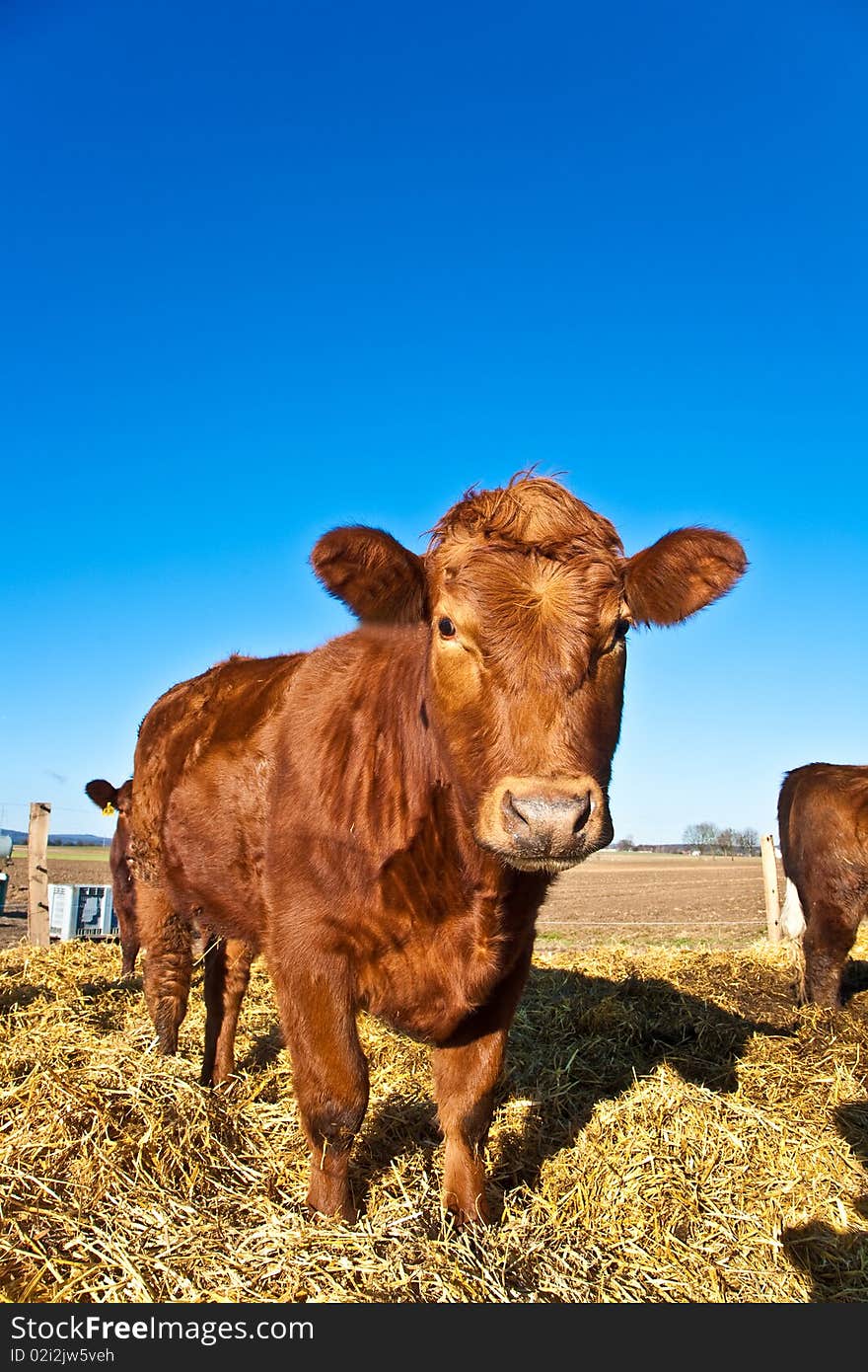 Friendly cattle on straw