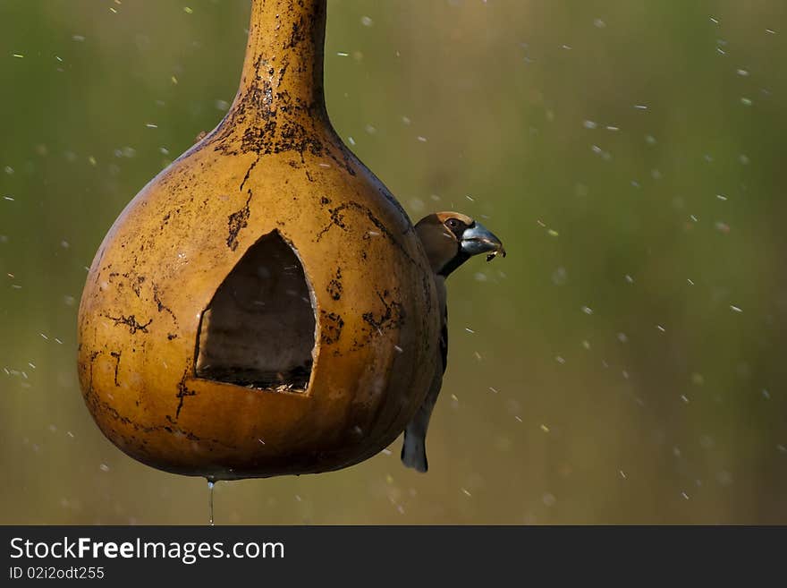 Hawfinch on feeder in rain