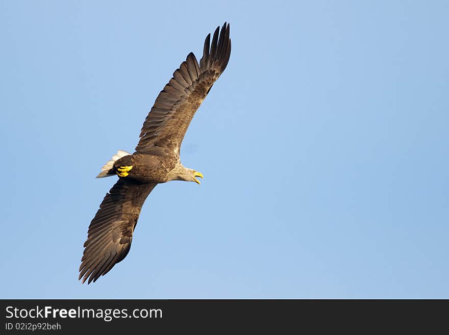 White Tailed Eagle In Flight