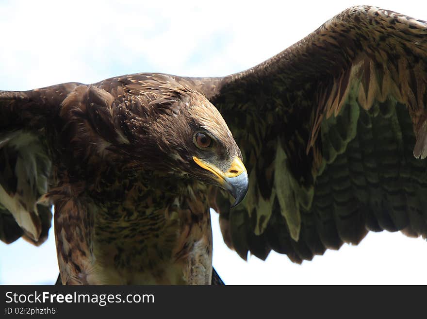 Bird Of Prey-eagle