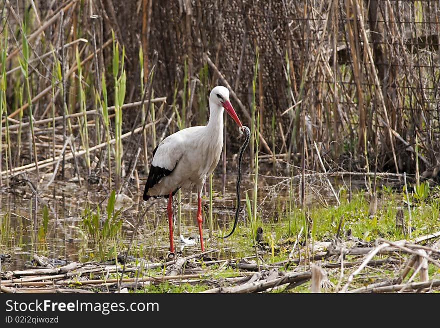 White Stork eating a snake