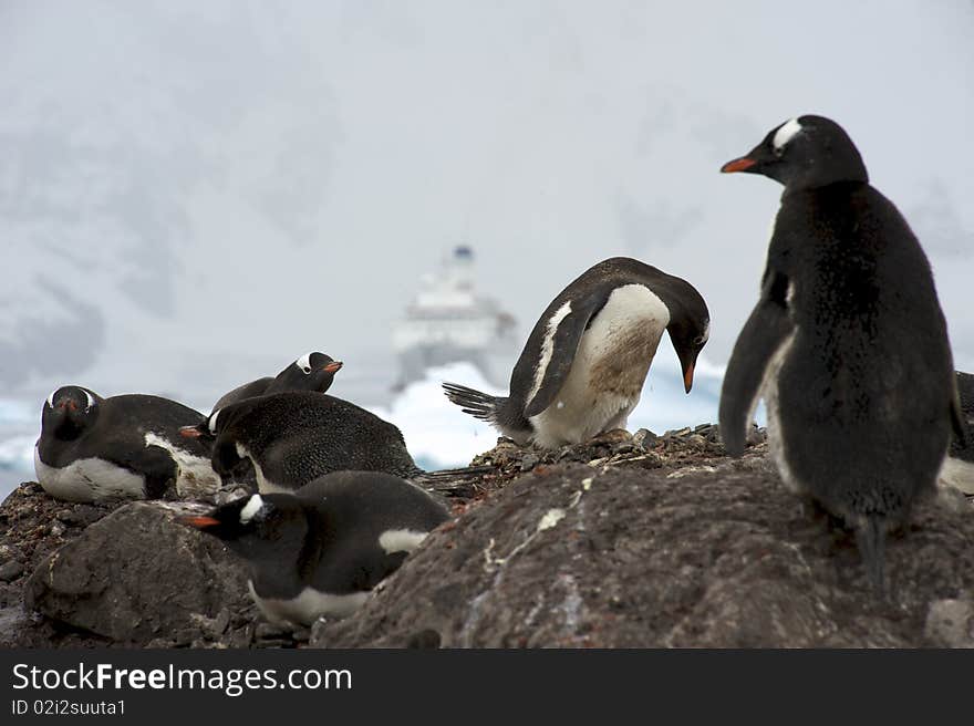 Gentoo Penguins in Paradise Harbour Rookery, Antarctica.