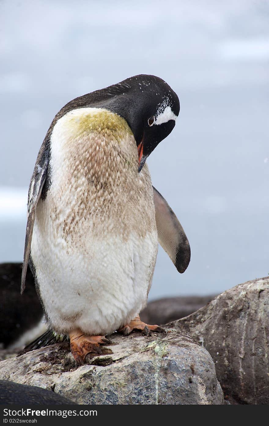 Gentoo Penguins in Paradise Harbour Rookery, Antarctica.