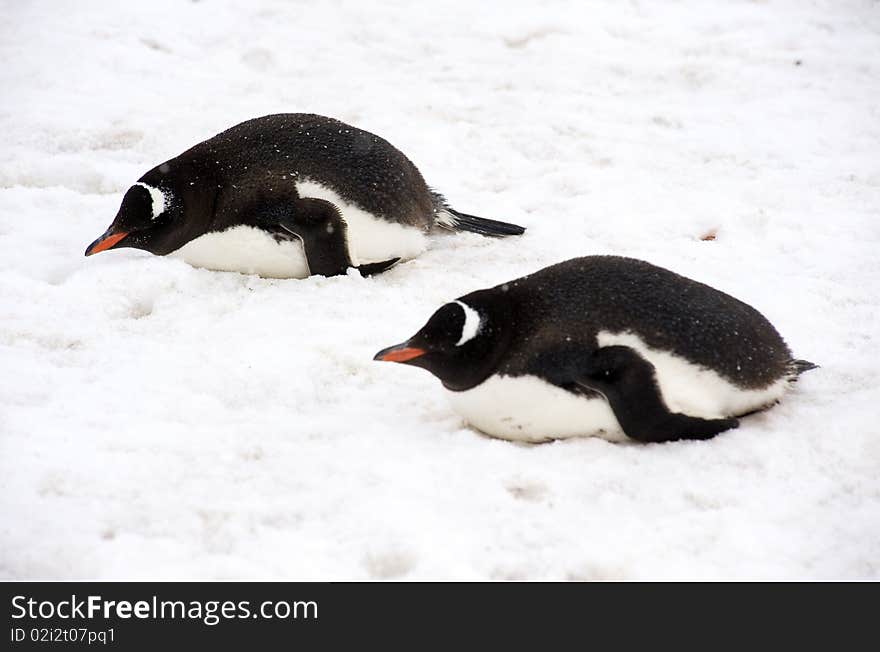 Gentoo Penguins in Paradise Harbour Rookery, Antarctica.