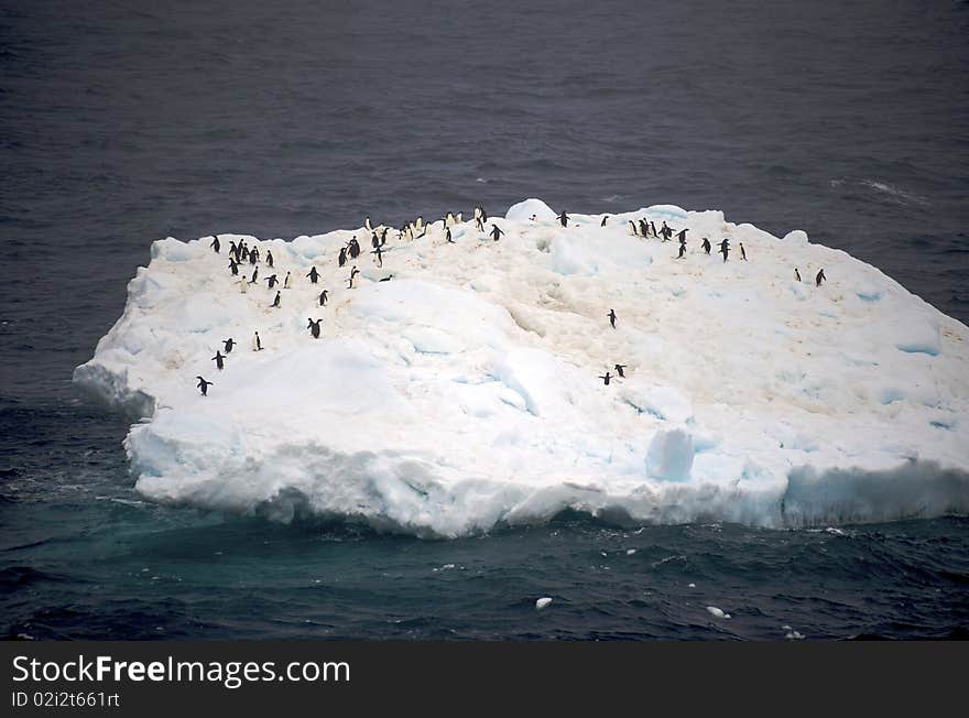 A group of Adélie Penguin (Pygoscelis adeliae) standing on an iceberg at Hope Bay in the Northern Tip of the Antarctic Peninsular. A group of Adélie Penguin (Pygoscelis adeliae) standing on an iceberg at Hope Bay in the Northern Tip of the Antarctic Peninsular