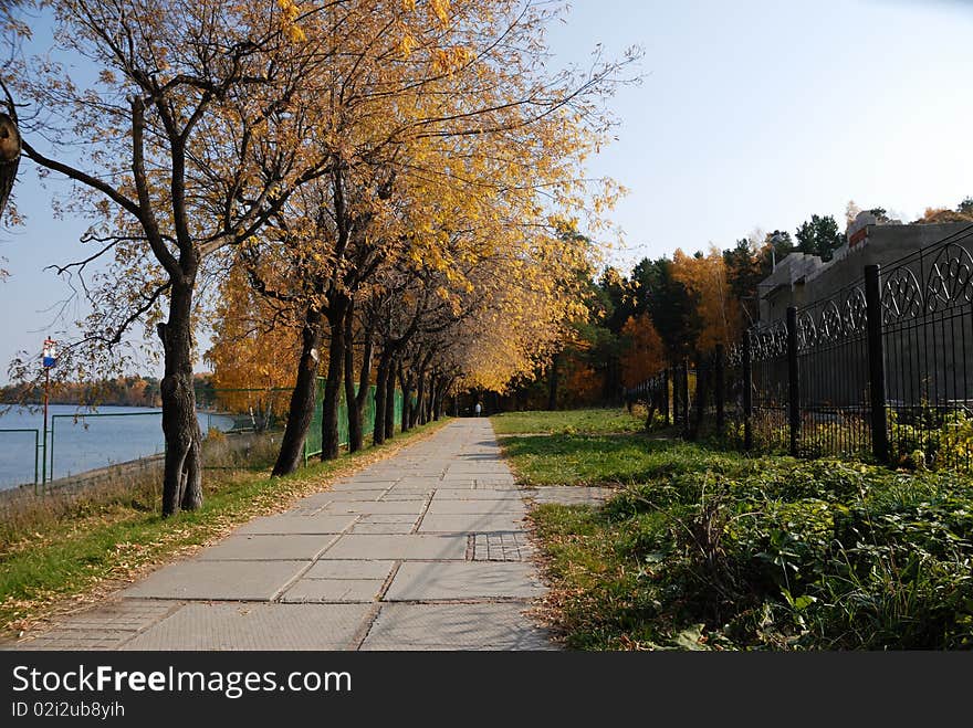 Autumn park,  fall tree, bushes