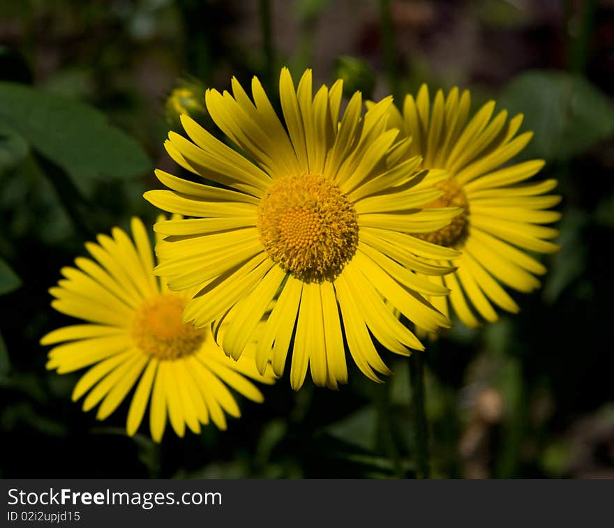 Few yellow daisies