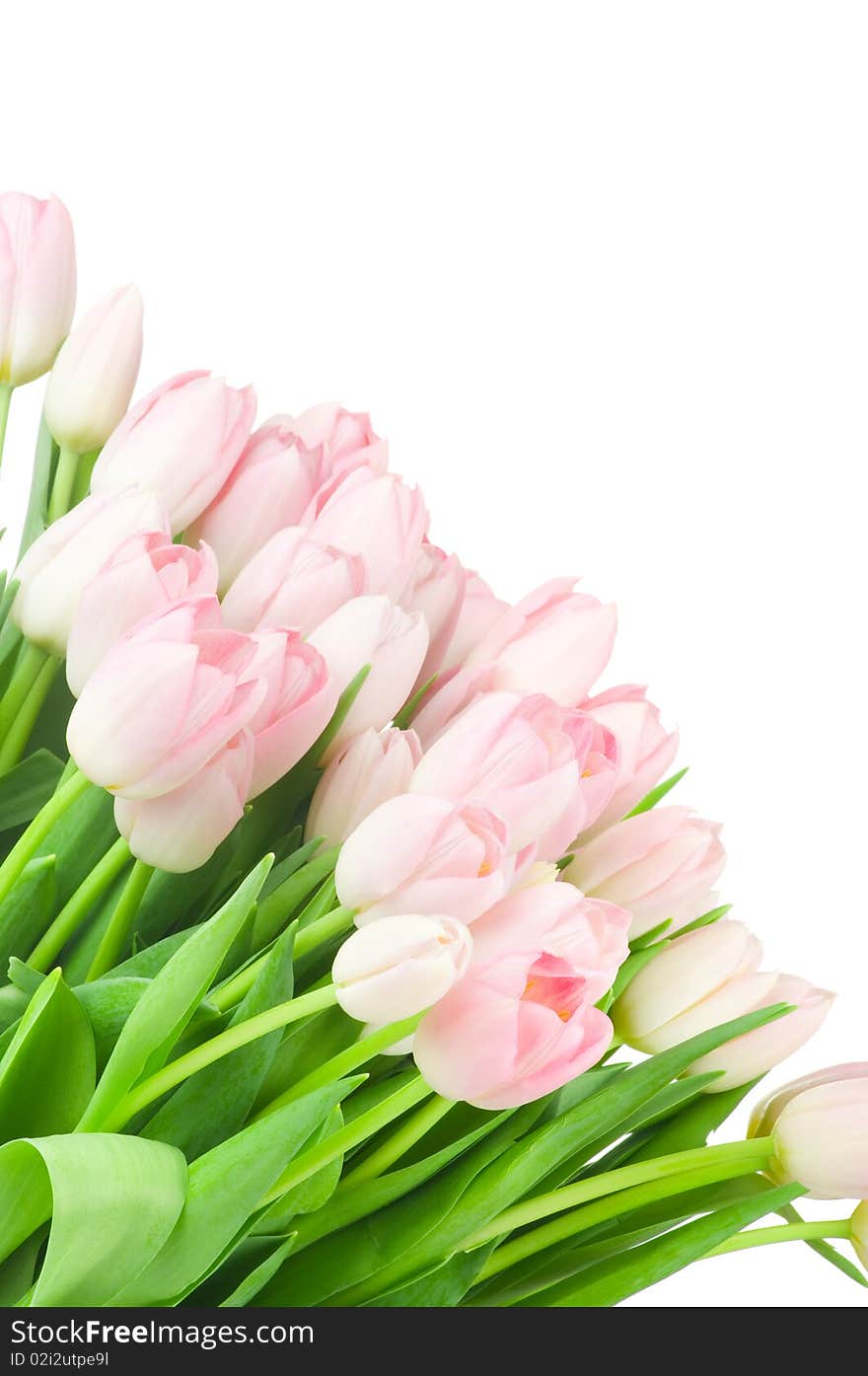 Tulips isolated on white background