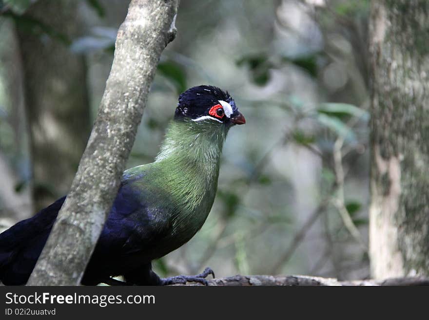 Purple crested lourie - turaco