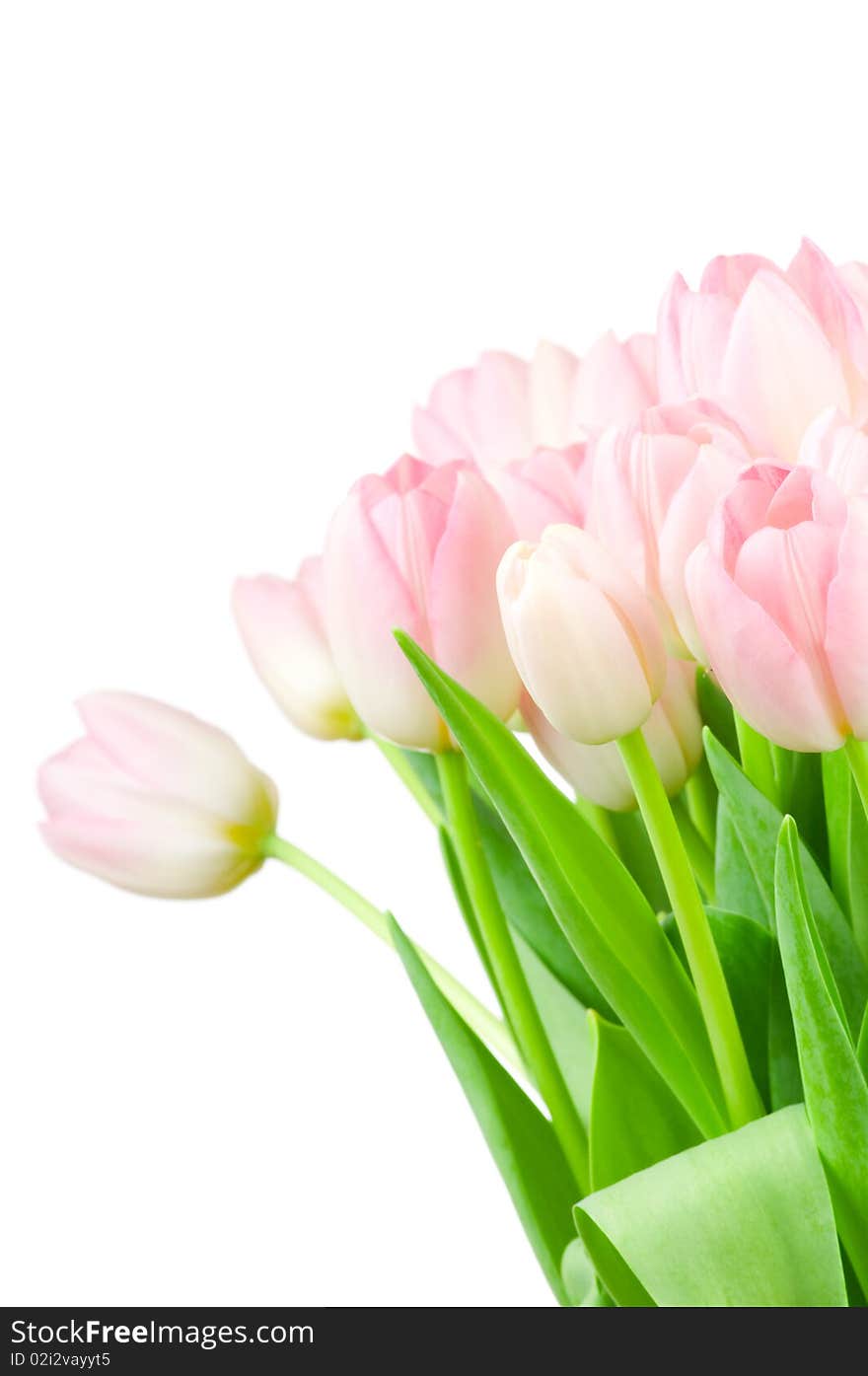 Tulips isolated on white background