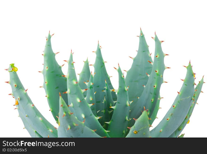 Aloe isolated on white