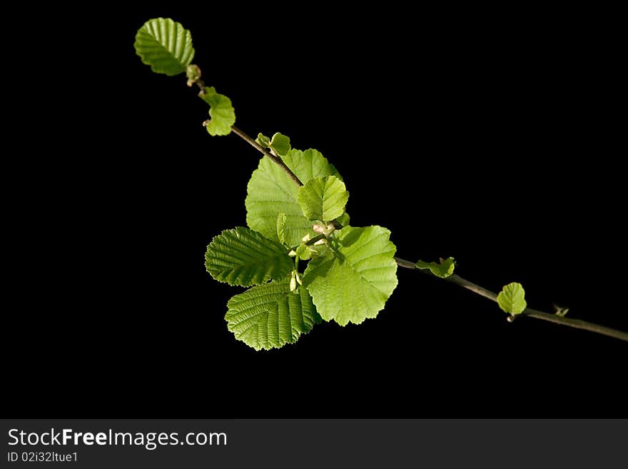 Plant branch with leafs in spring season.