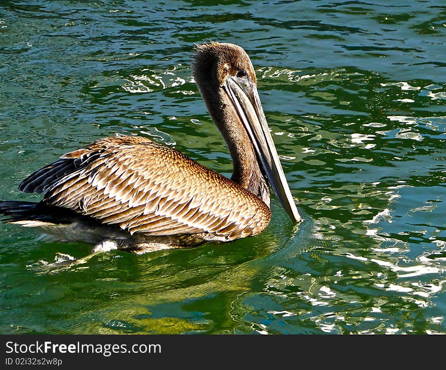 A bird swimming at the ocean , sunlight and green water. A bird swimming at the ocean , sunlight and green water