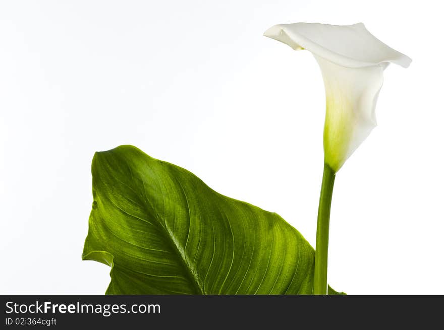 Calla lily with large leaf isolated on white background